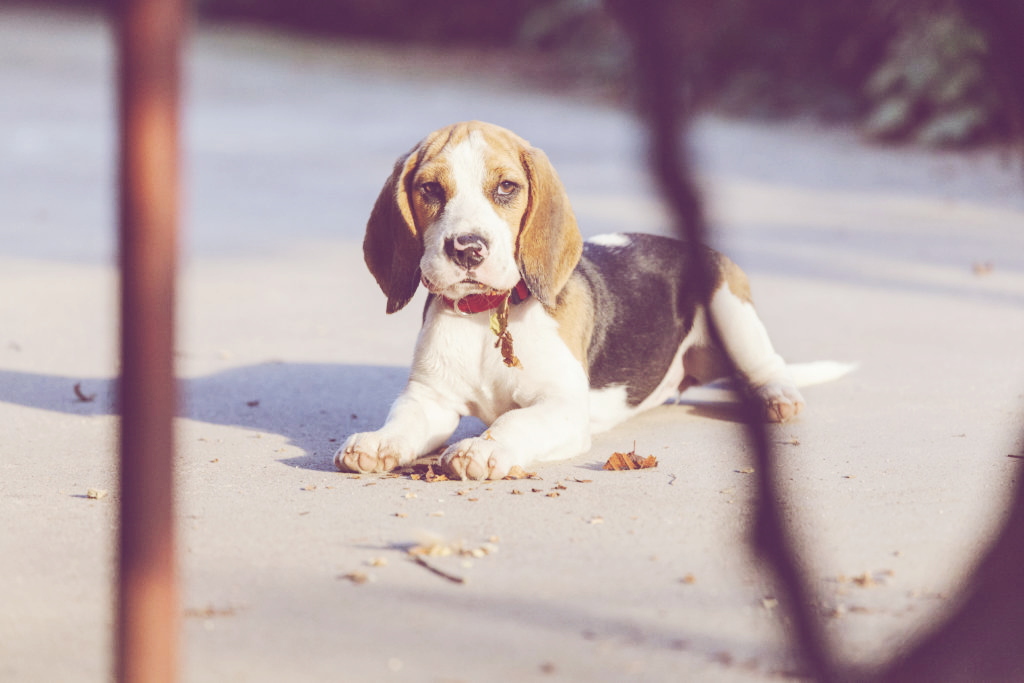 We decided for beagle (characteristics, feeding, environment)